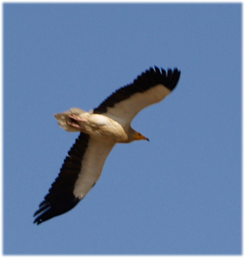 Capovaccaio imprudente